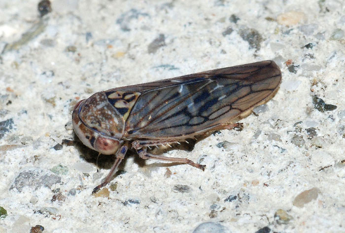 Cicadellidae : Acericerus ribauti e Idiocerus vicinus (cfr.)